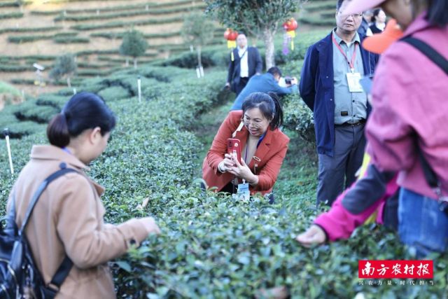 品牌价值超35亿元!这款被“虫”咬过的广东茶凭什么出圈?(图13)