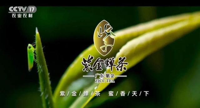 品牌价值超35亿元!这款被“虫”咬过的广东茶凭什么出圈?(图10)