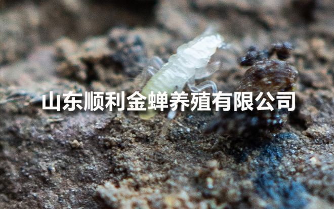 亲测有效!养金蝉的最佳树木选择与实践分享(图1)