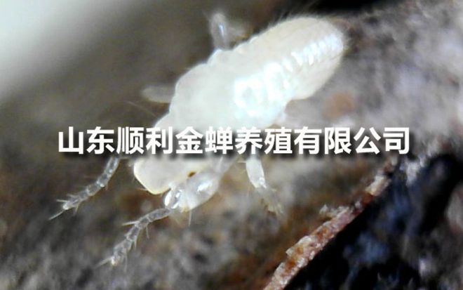 金蝉种苗亲测价分享真实成本！(图1)