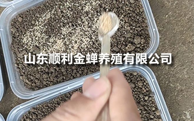 亲测！市面上靠谱金蝉养殖厂家分享(图2)