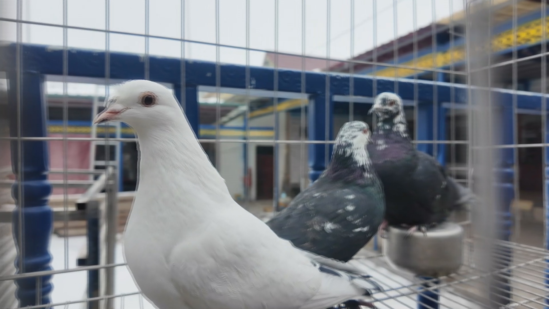 尼勒克县：特色翻翻鸽养殖“舞”出乡村振兴新画卷(图1)