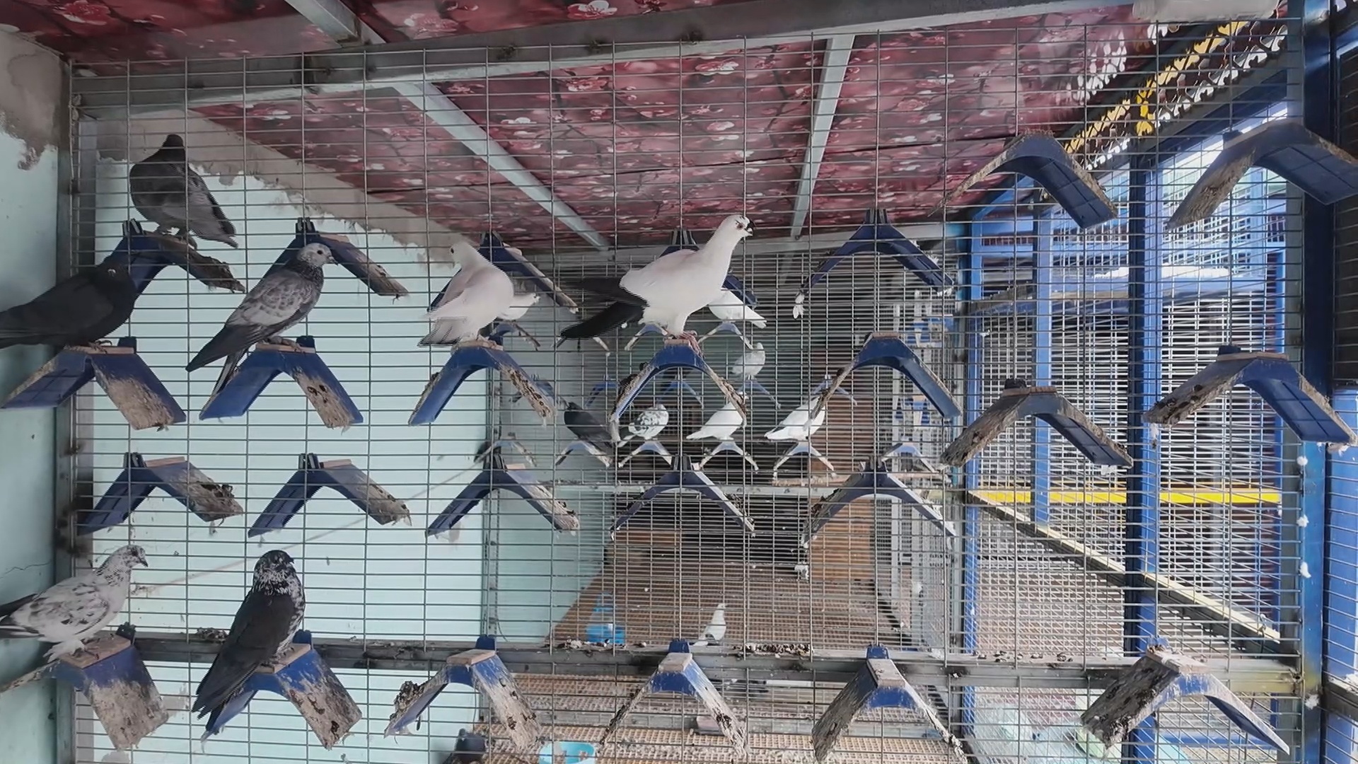 尼勒克县：特色翻翻鸽养殖“舞”出乡村振兴新画卷(图2)