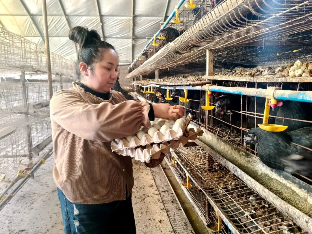 英吉沙：蛋鸡养殖拓宽群众增收路(图1)