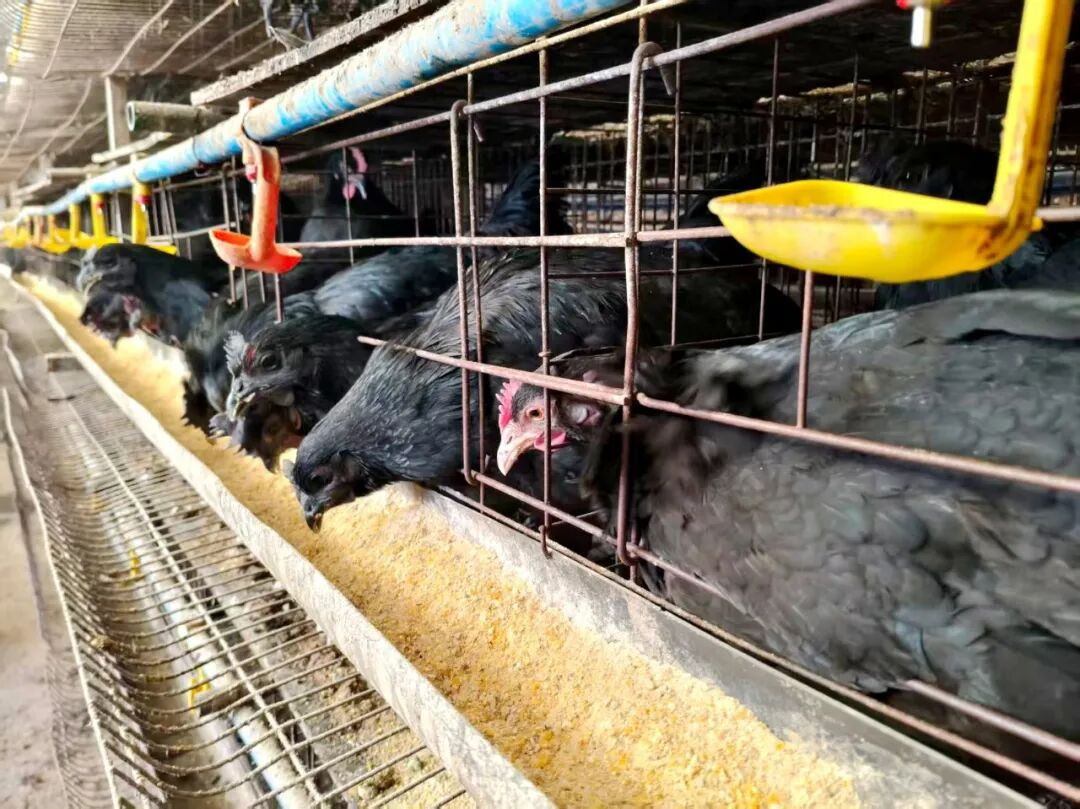 英吉沙：蛋鸡养殖拓宽群众增收路(图3)