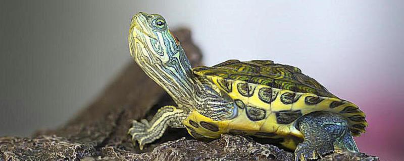 巴西龟的产蛋数量一次可产下6-11枚左右(图1)