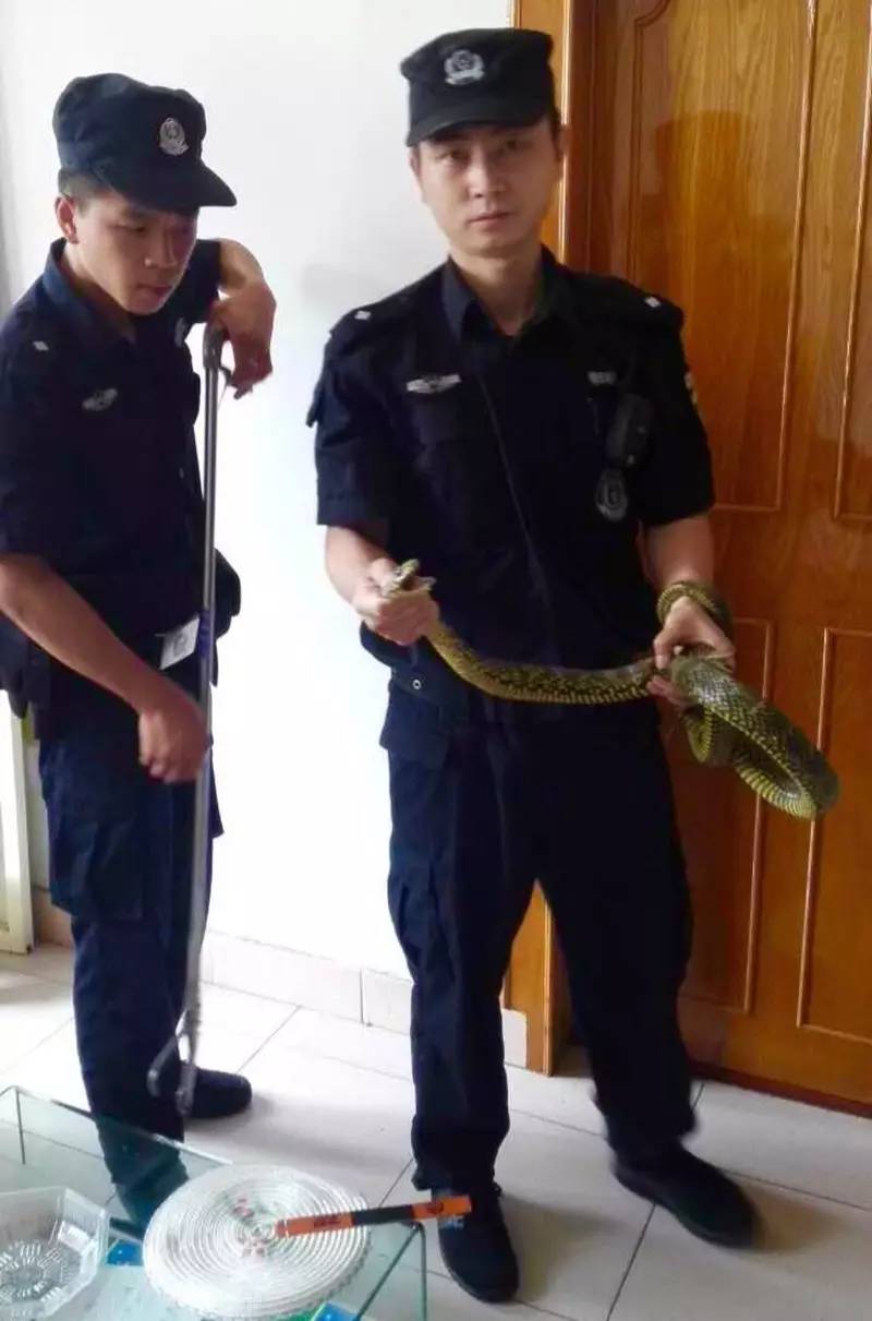 遂昌:三斤多重菜花蛇闯入市民家特警蜀黍徒手擒获放生野外(图3)