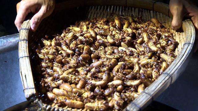 知了猴养殖-百度经验(图1)