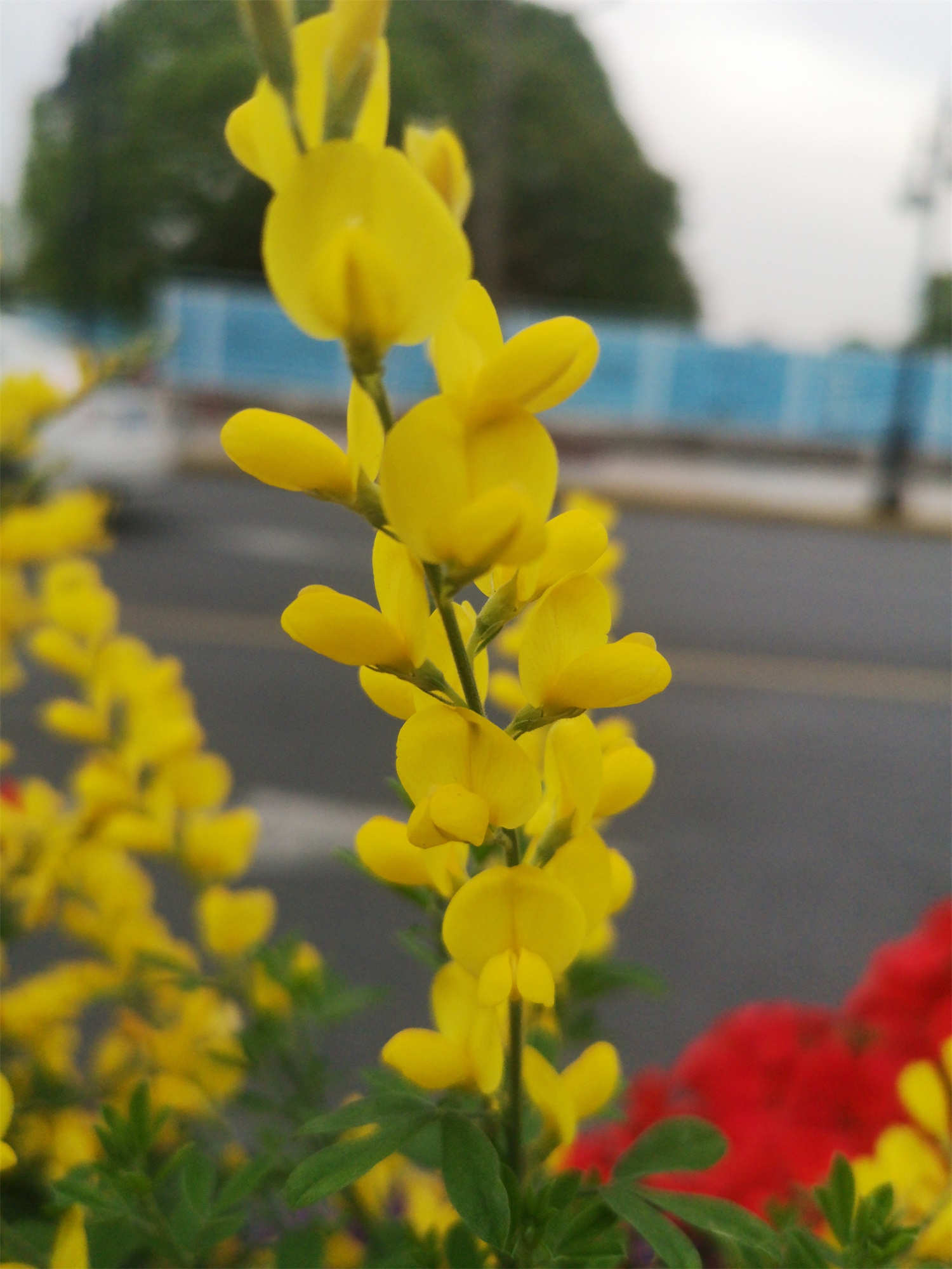 金雀儿盆栽的养殖方法(图1)