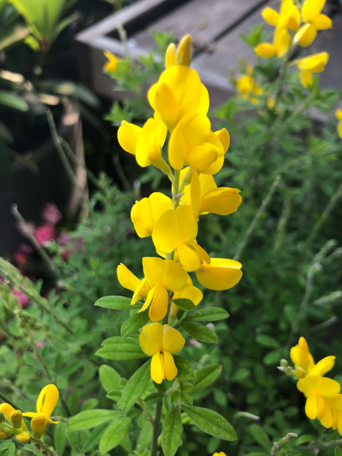 金雀儿盆栽的养殖方法(图2)