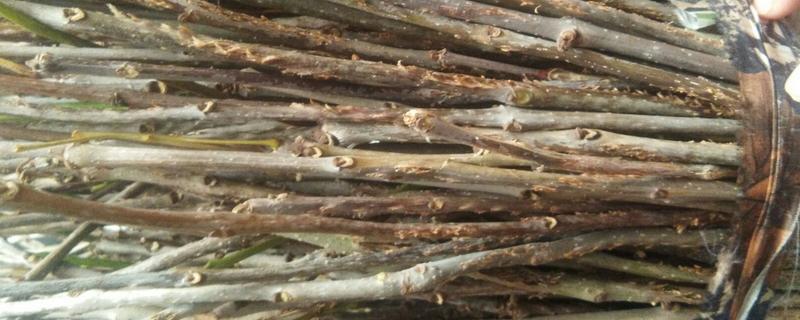 怎么种植金蝉卵枝种植时间通常在6-7月份(图1)