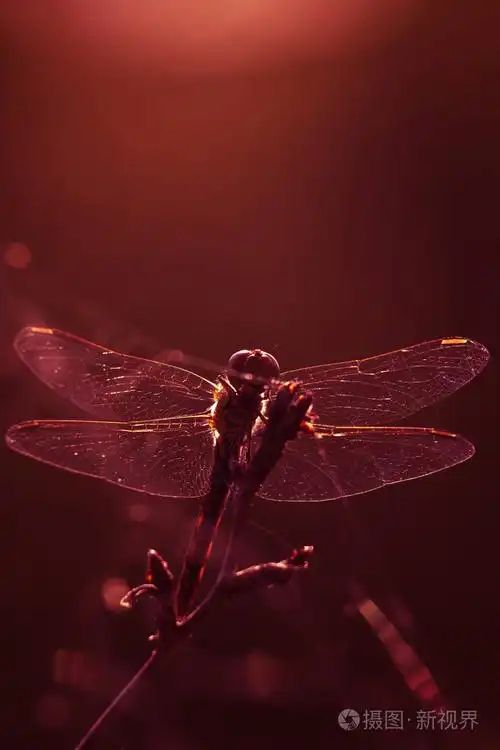 蜻蜓：夏日里的飞行精灵(图3)