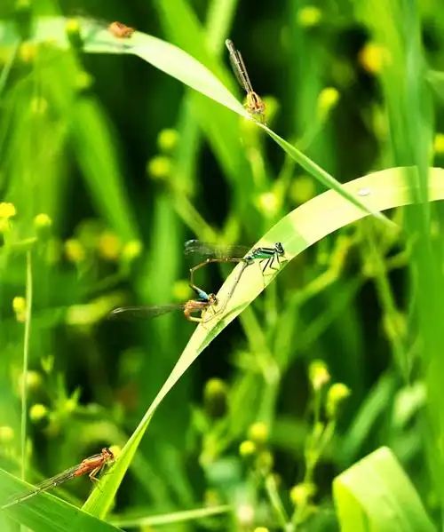 蜻蜓：夏日里的飞行精灵(图4)