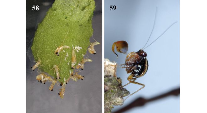 密恐勿进!小虾米从墙上的小石块中蹦出来啦?凑近吓你一跳(图6)