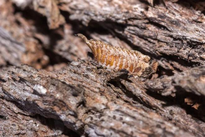 密恐勿进!小虾米从墙上的小石块中蹦出来啦?凑近吓你一跳(图1)