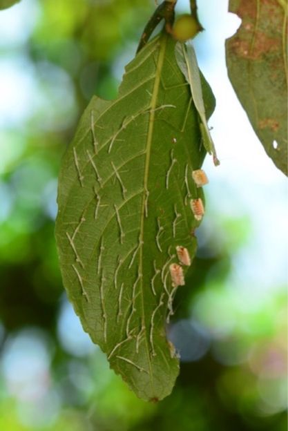 密恐勿进!小虾米从墙上的小石块中蹦出来啦?凑近吓你一跳(图8)