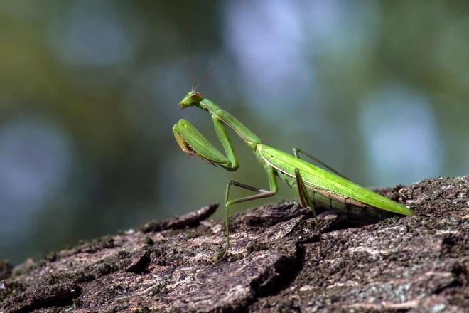 密恐勿进!小虾米从墙上的小石块中蹦出来啦?凑近吓你一跳(图12)