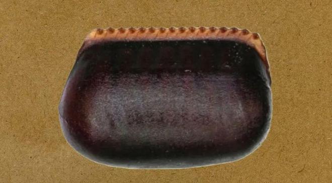 密恐勿进!小虾米从墙上的小石块中蹦出来啦?凑近吓你一跳(图14)