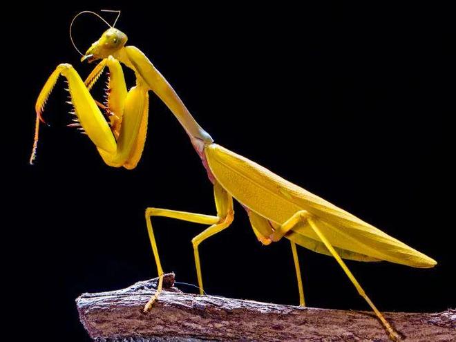 密恐勿进!小虾米从墙上的小石块中蹦出来啦?凑近吓你一跳(图15)