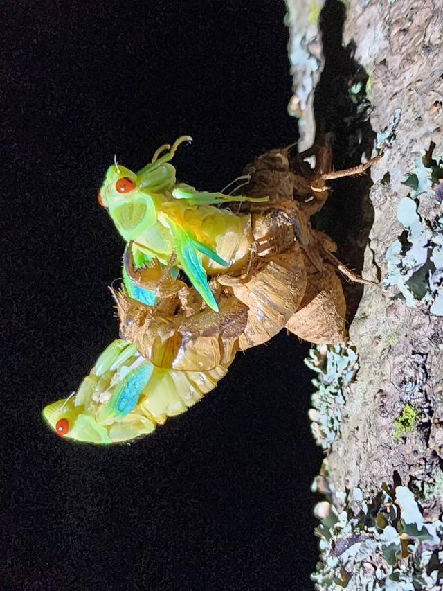 四川凉山一县城上万人抓金蝉为什么抓不完?(图2)