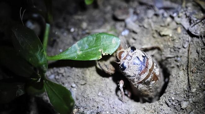 四川凉山一县城上万人抓金蝉为什么抓不完?(图3)