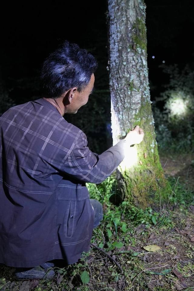 四川凉山一县城上万人抓金蝉为什么抓不完?(图5)