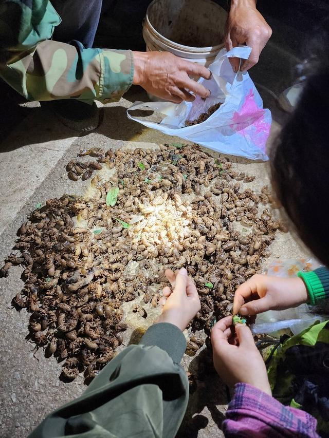 四川凉山一县城上万人抓金蝉为什么抓不完?(图6)