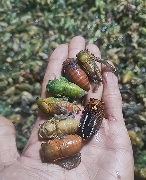 四川凉山一县城上万人抓金蝉为什么抓不完?(图7)