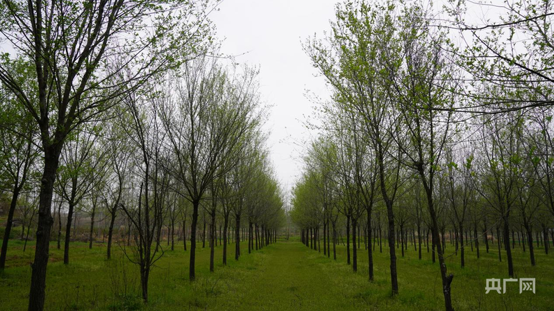 河南唐河:林下种养新模式一亩林地三收益(图1)