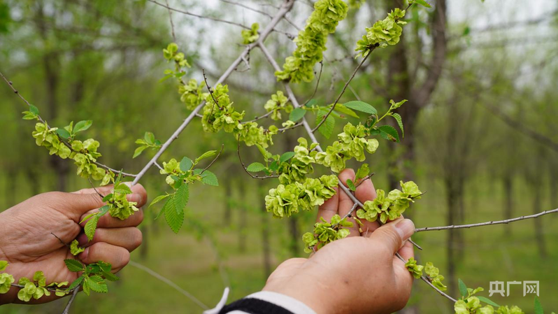 河南唐河:林下种养新模式一亩林地三收益(图2)