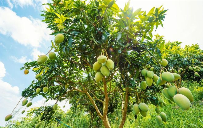 芒果怎么种植方法(图1)