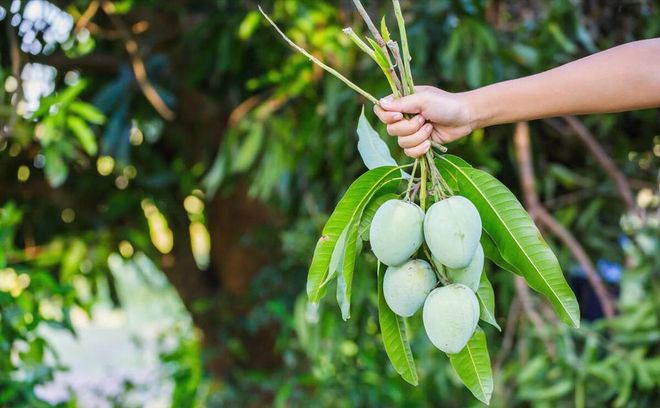 芒果怎么种植方法(图2)