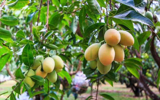 芒果怎么种植方法(图3)