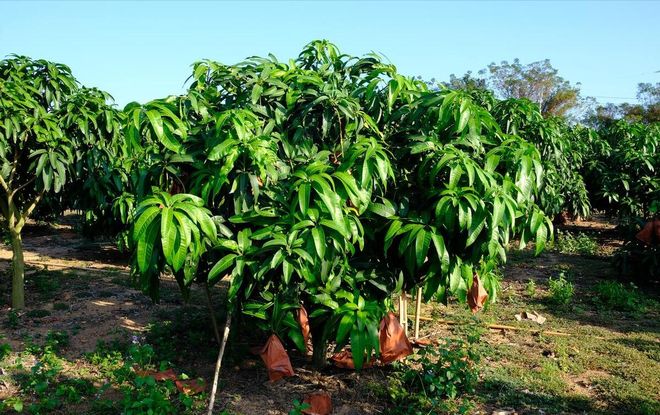 芒果怎么种植方法(图4)