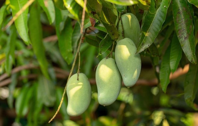 芒果怎么种植方法(图6)