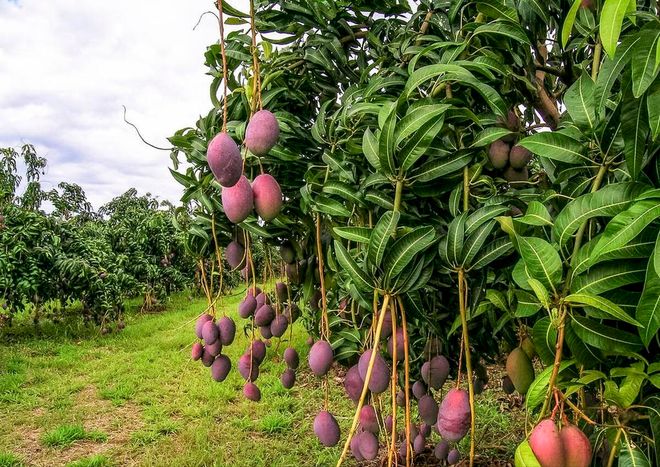 芒果怎么种植方法(图5)