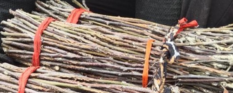 怎样孵化金蝉卵枝用喷雾器喷洒清水保持卵枝的湿度(图1)