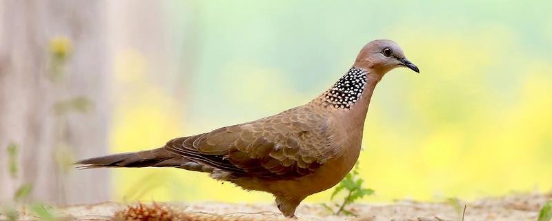 斑鸠一窝下多少个蛋一窝一般下2个蛋(图1)