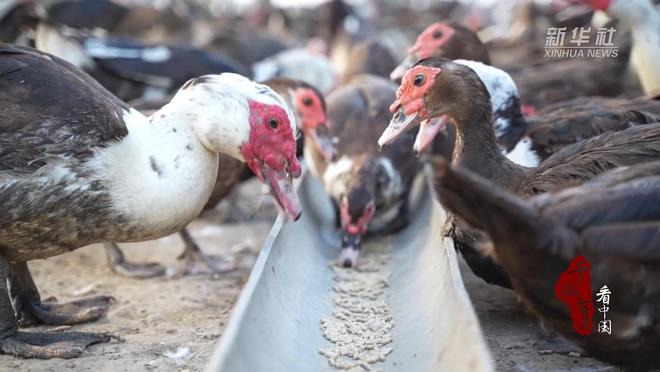 千城百县看中国｜河北广宗：非洲雁成乡村致富新名片(图1)