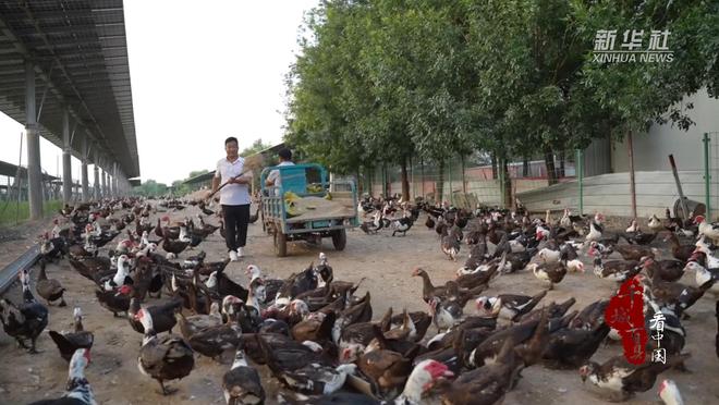 千城百县看中国｜河北广宗：非洲雁成乡村致富新名片(图2)