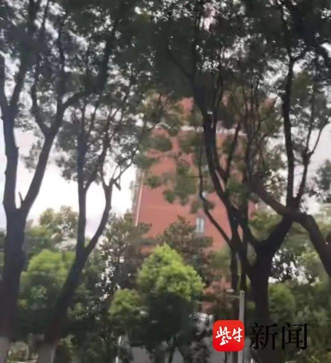 上海今夏蝉儿泛滥尿如雨下？专家：网传有些夸张蝉尿基本是水有点甜(图2)