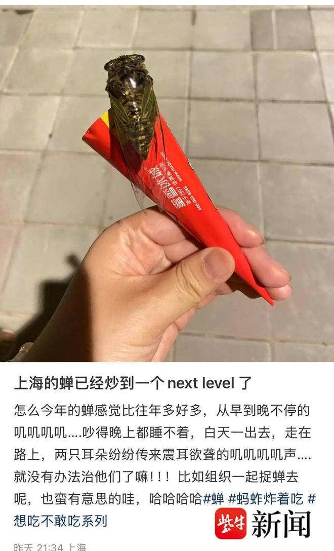 上海今夏蝉儿泛滥尿如雨下？专家：网传有些夸张蝉尿基本是水有点甜(图1)