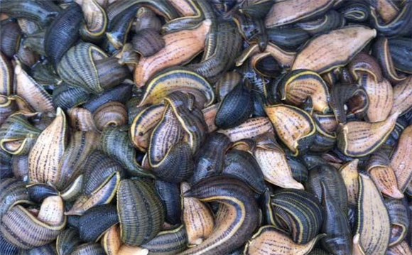 蚂蝗人工养殖方法(图1)