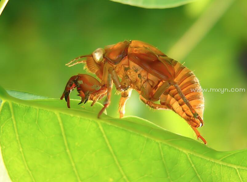 梦见知了猴(图1)